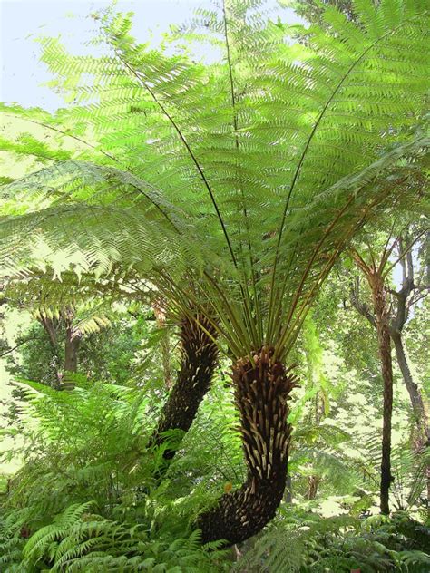 how are ferns similar to woody trees